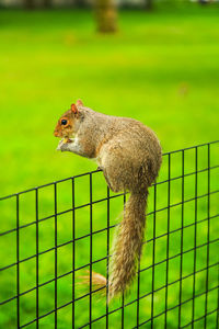 Close-up of squirrel on rock