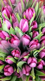 Full frame shot of pink tulips