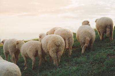 Sheep grazing on field