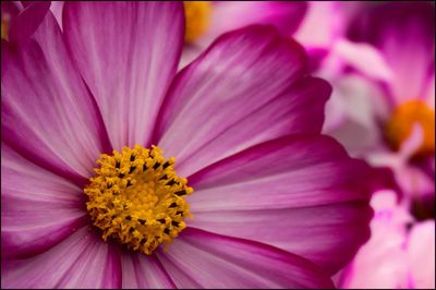 Close-up of pink crocus blooming outdoors