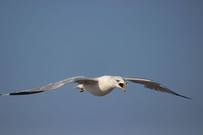 Low angle view of seagull flying in sky