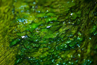 Wet green moss