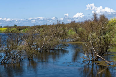 Reflection of trees in water