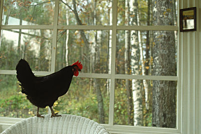 Rooster on tree