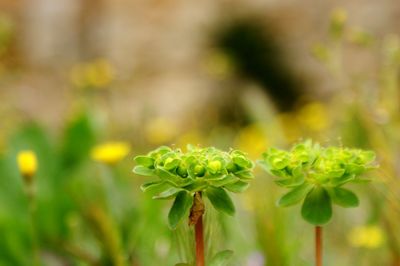 Close-up of plant growing on plant