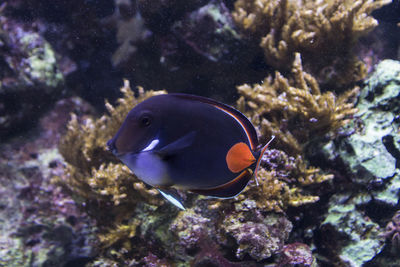 Fish swimming in sea