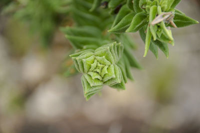 Close-up of fresh green leaves