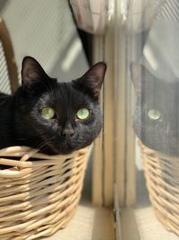 Black kitty in a baskey by the window