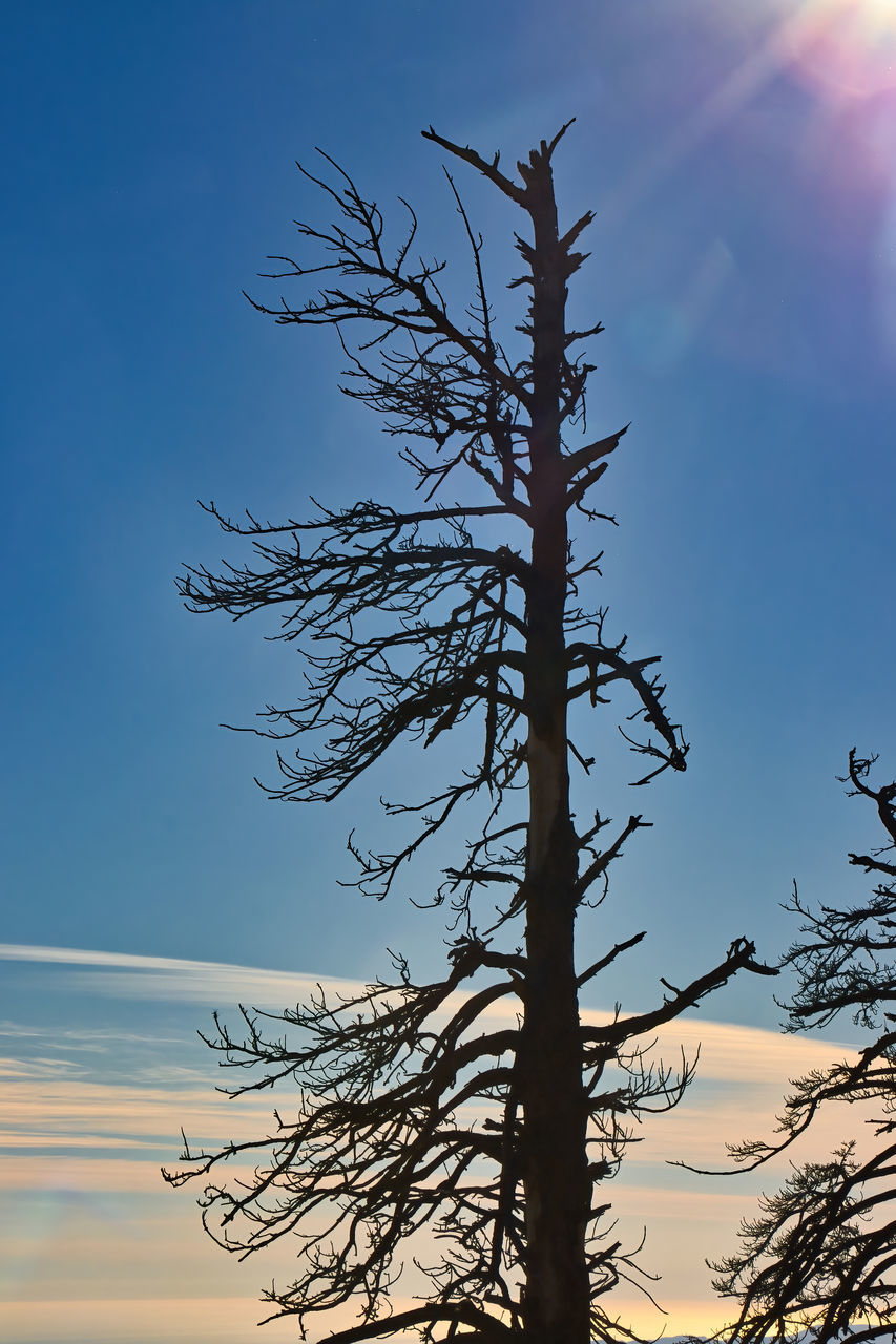 LOW ANGLE VIEW OF BARE TREE AGAINST SKY DURING SUNSET