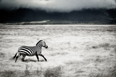 Zebra crossing in a field