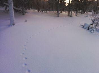 Snow covered trees