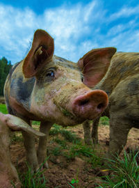 Happy pigs