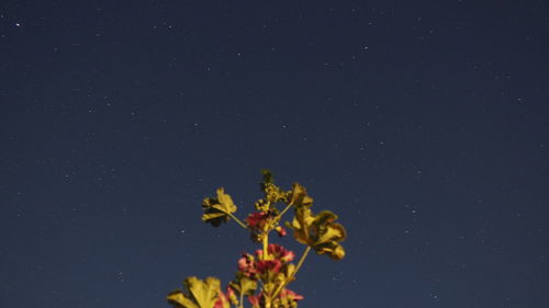 Close-up of yellow flowers against star field at night