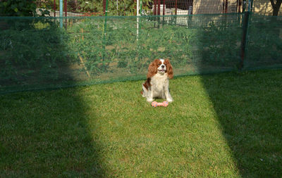 Dog running in lawn