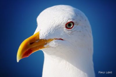 Close-up of bird