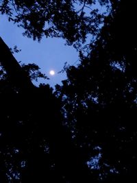 Low angle view of silhouette trees against sky at night