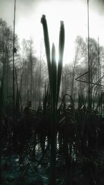 Plants growing on landscape