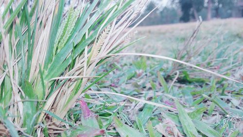 Close-up of wheat growing on field