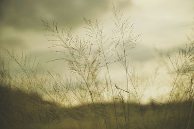 Close-up of plants growing on field against sky