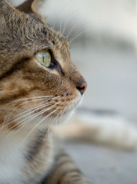 Close-up of a cat looking away