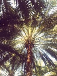 Low angle view of palm tree against sky