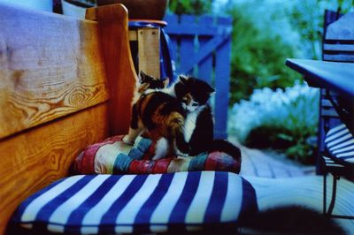 Cat resting on bed