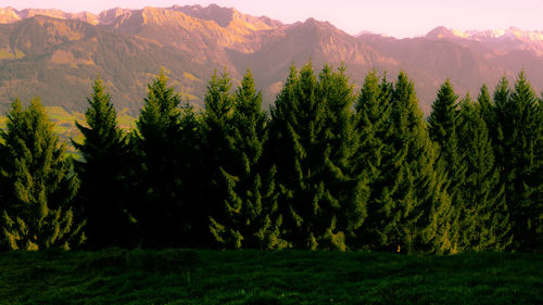 Panoramic view of trees on landscape against mountains