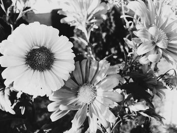 Close-up of daisy flowers blooming outdoors