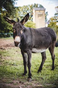 Portrait of a horse on field