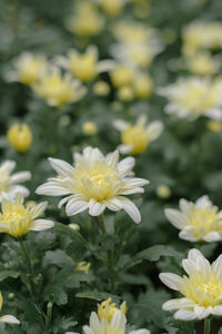 Close-up of yellow flowers blooming outdoors