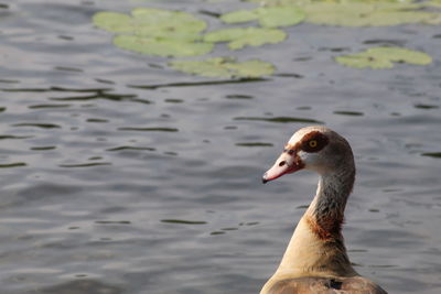 Close-up of duck swimming in lake