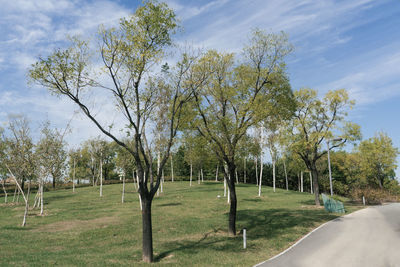 Trees on field against sky