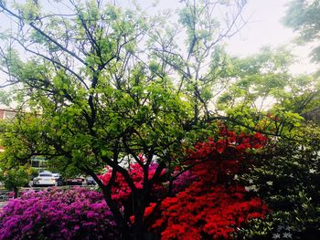 View of flowering plants in park