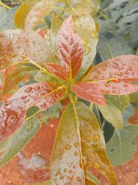 Close-up of wet red leaves on plant