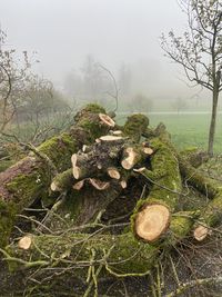View of dead tree in forest