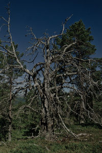 Low angle view of trees against sky