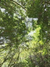 Low angle view of trees