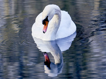 Swan swimming in lake