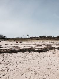 Birds on landscape against sky