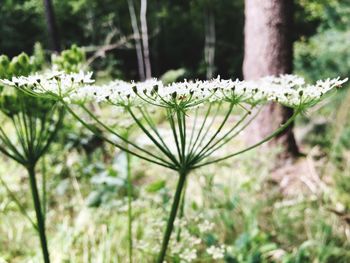 Close-up of white flowers