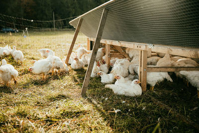 View of birds by the farm