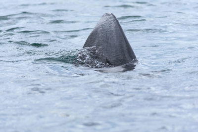 Turquoise sea water turbulently bubbles as the strong dorsal fin of a large wild basking shark