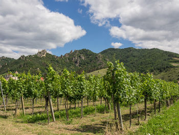 Dürnstein at the danbue river