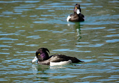 Ducks swimming in lake