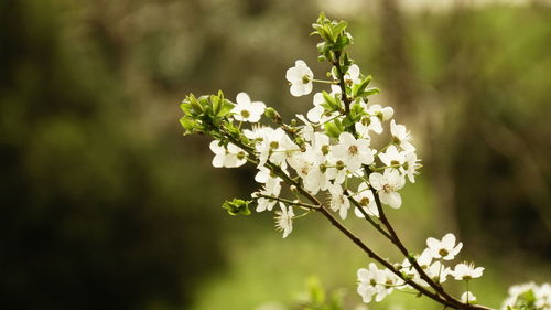 Close-up of white flowers blooming on tree