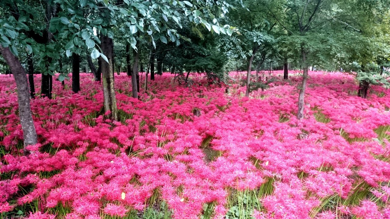 flower, freshness, beauty in nature, growth, fragility, pink color, tree, nature, blooming, abundance, blossom, petal, in bloom, plant, tranquility, scenics, springtime, tranquil scene, park - man made space, pink