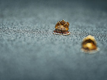 Close-up of dry leaf on road