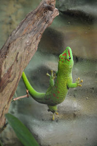 Green gecko on glass with water droplets