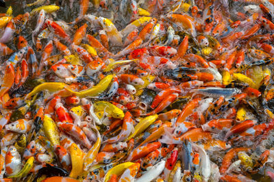 View of fish swimming in lake