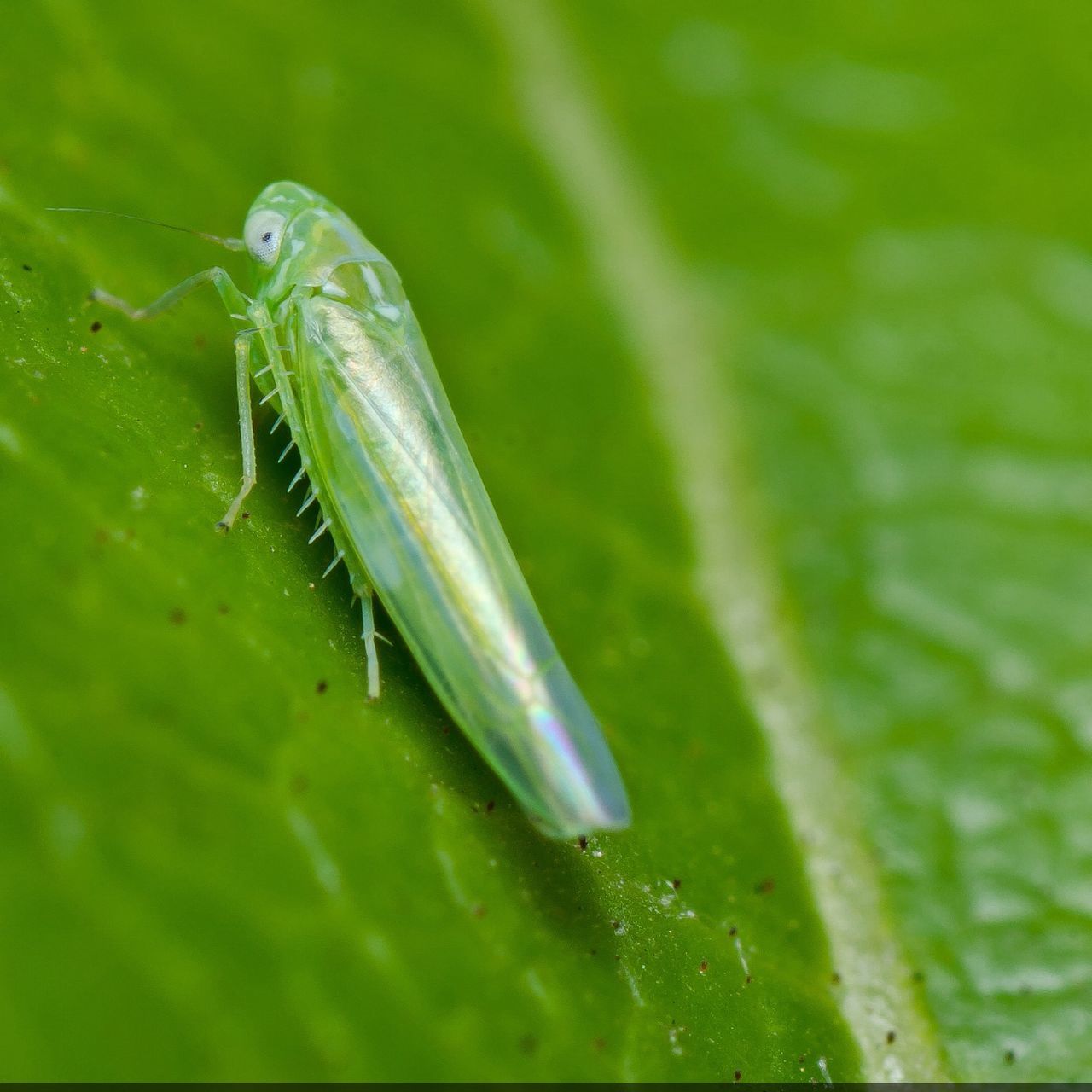 Garden pest